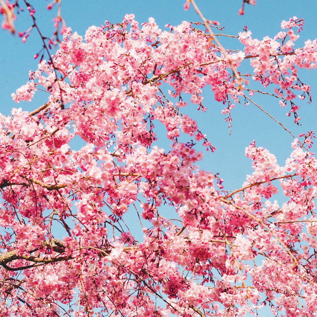 Sport – 2010 – 2019 3xLP + 7” (Various Labels)