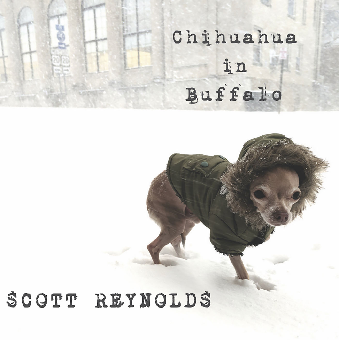 Scott Reynolds - Chihuahua In Buffalo