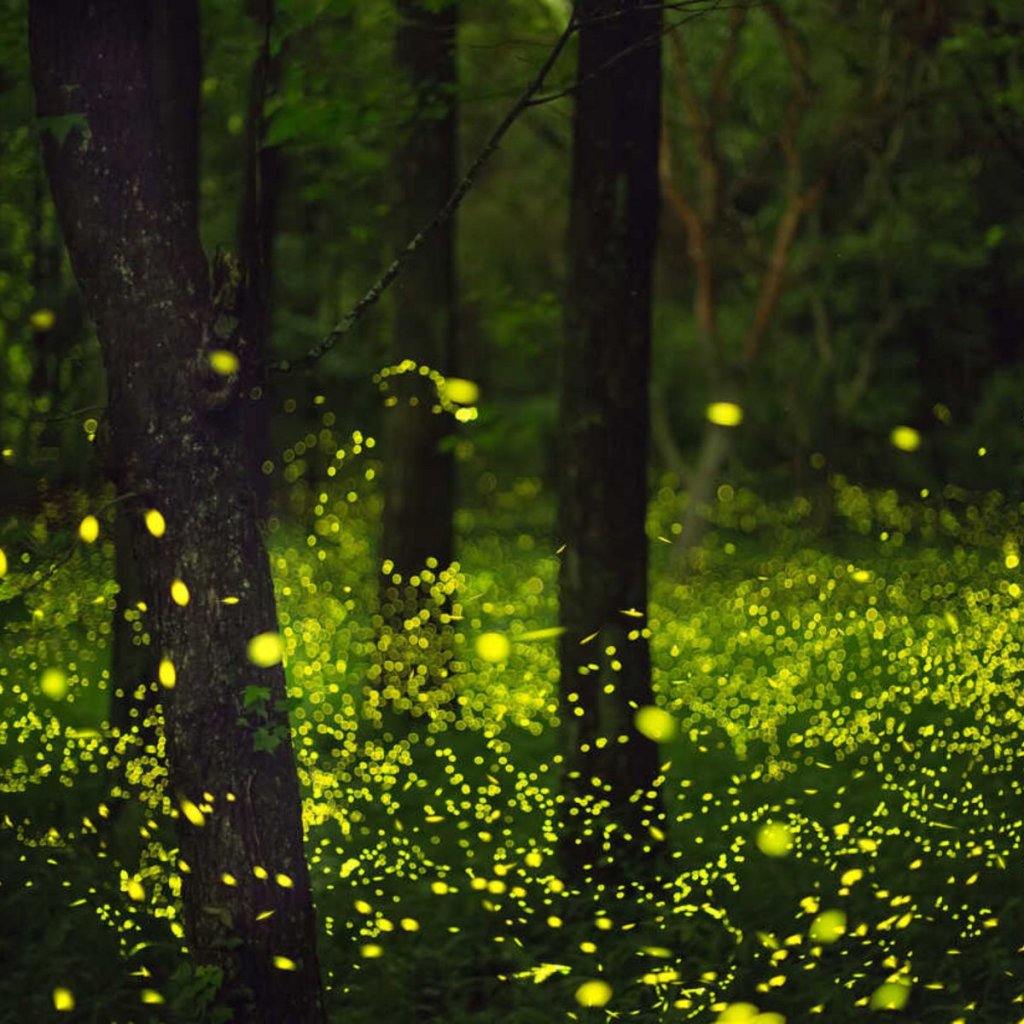 Powers Of The Monk - Firefly