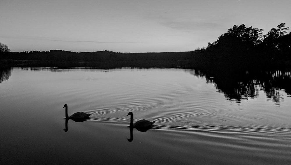 Circle Of Dominion - The Swans