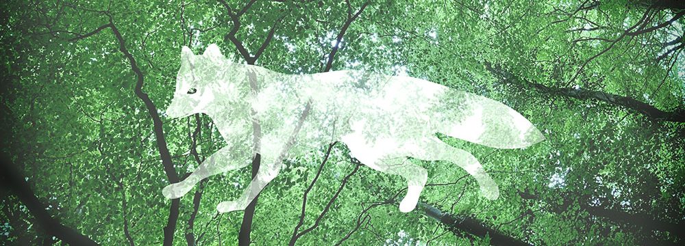 Jenny Räisänen - Arctic Fox