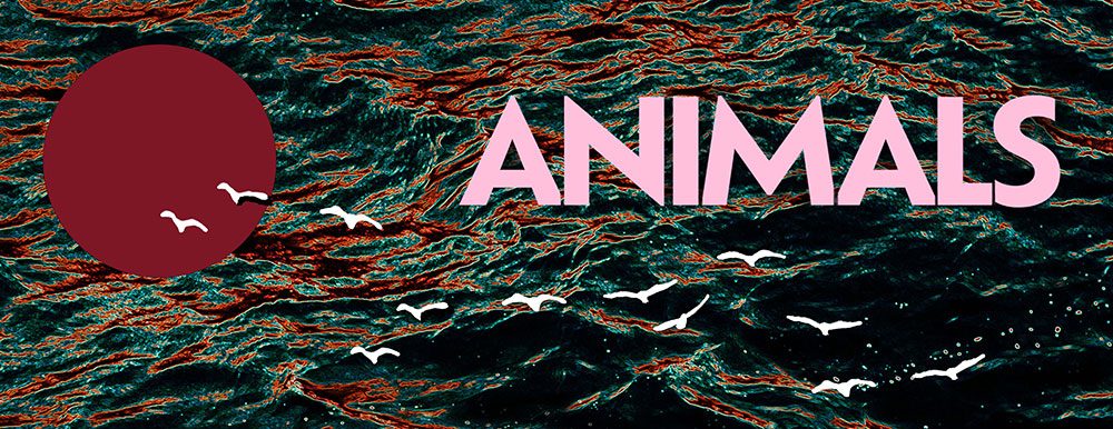 Midnight Shoppers –&nbsp;Animals