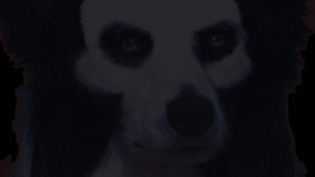 Dead Dog Summer Celebrate Halloween With Misfits&nbsp;Cover