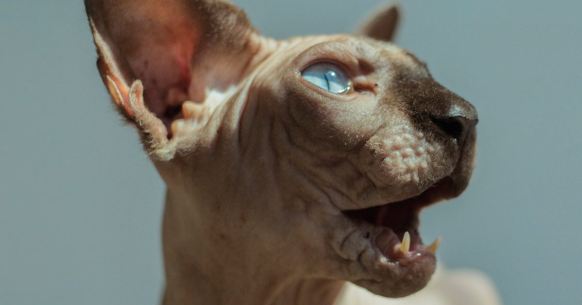 Princess Thailand - Golden Frames LP - A Tant Rêver Du Roi