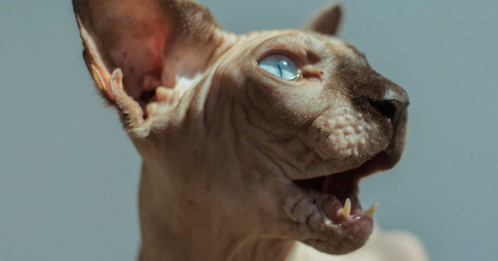 Princess Thailand – Golden Frames LP (A Tant Rêver Du Roi)