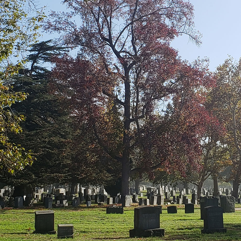 Psalms. - To The Memory Of Things To Come LP