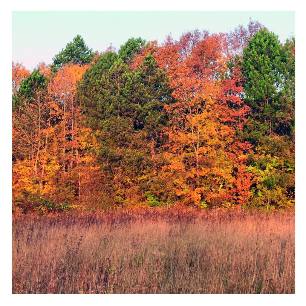 Omsorg - Moments, Movements LP - Nasty Cut Records