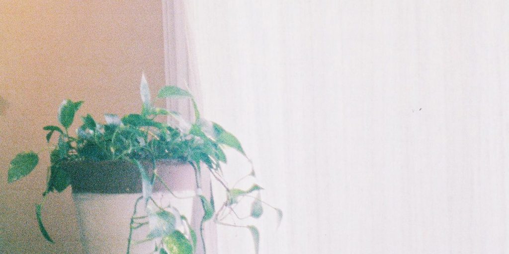 Orchid Mantis - Comedown Phase