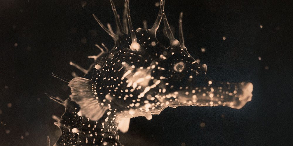 Tender Ender – Black Swan