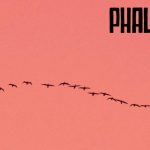 Phal:Angst - Minor Tremors LP - Noise Appeal Records